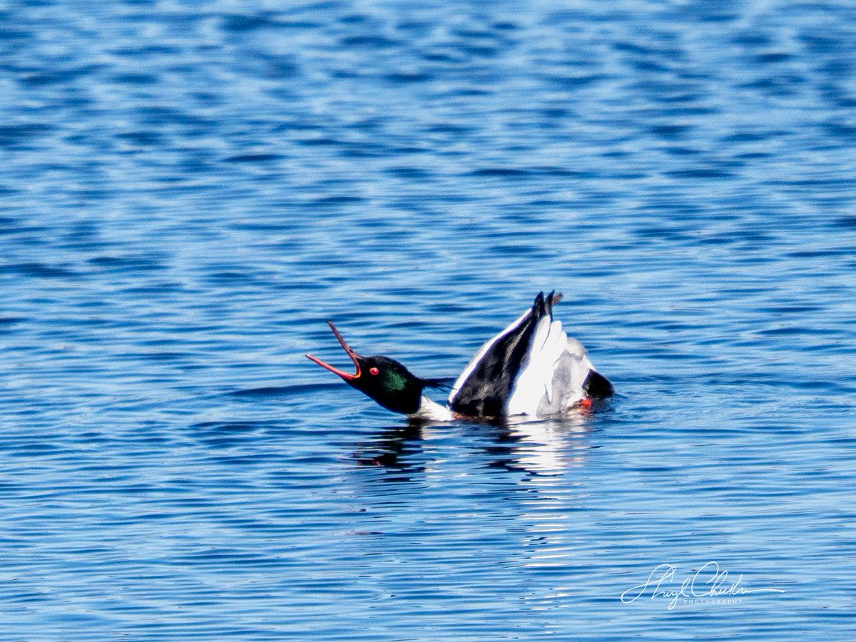 Sheryl Checkman tweet media