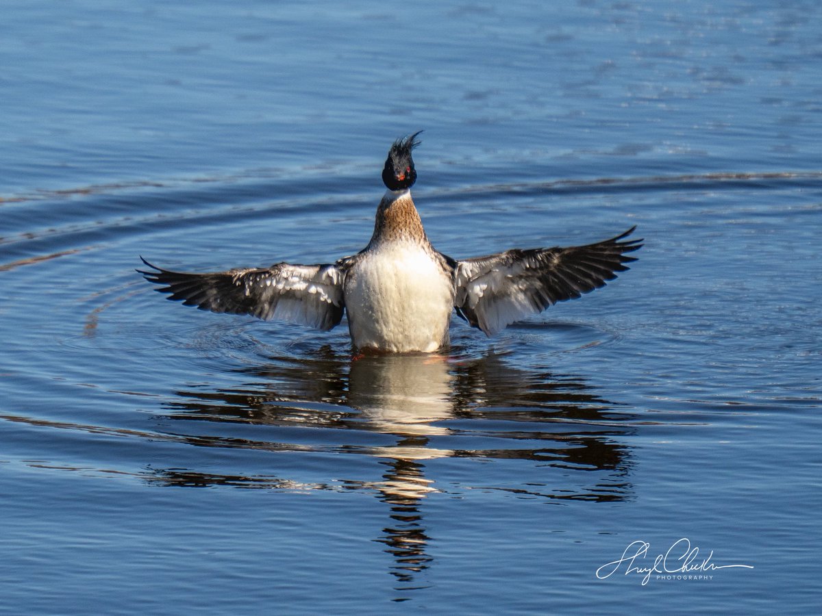 Sheryl Checkman tweet media