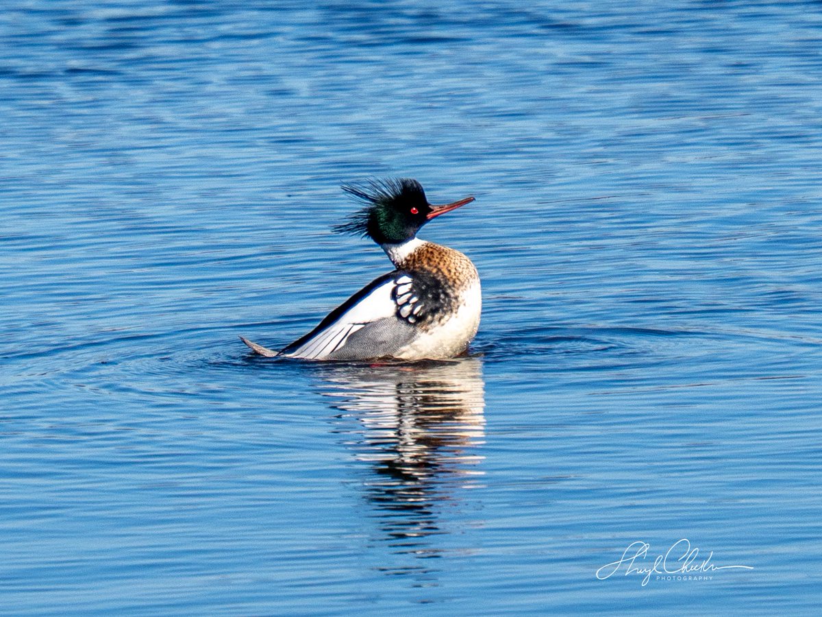 Sheryl Checkman tweet media