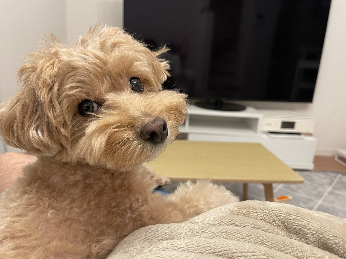 ふわふわマルプーのシフォン tweet media