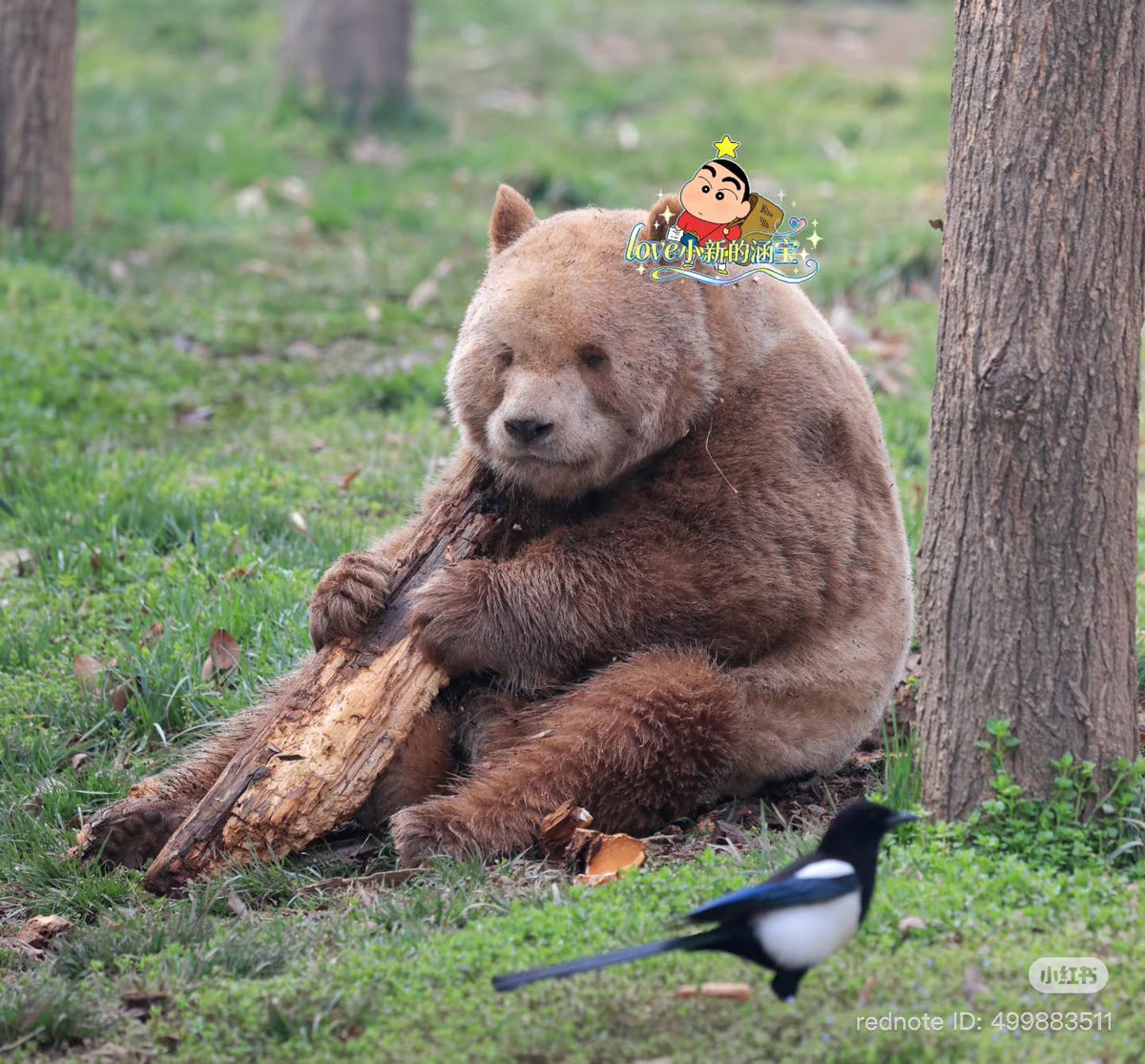 แทบจะไม่เป็นแพนด้าแล้วลุงงงง