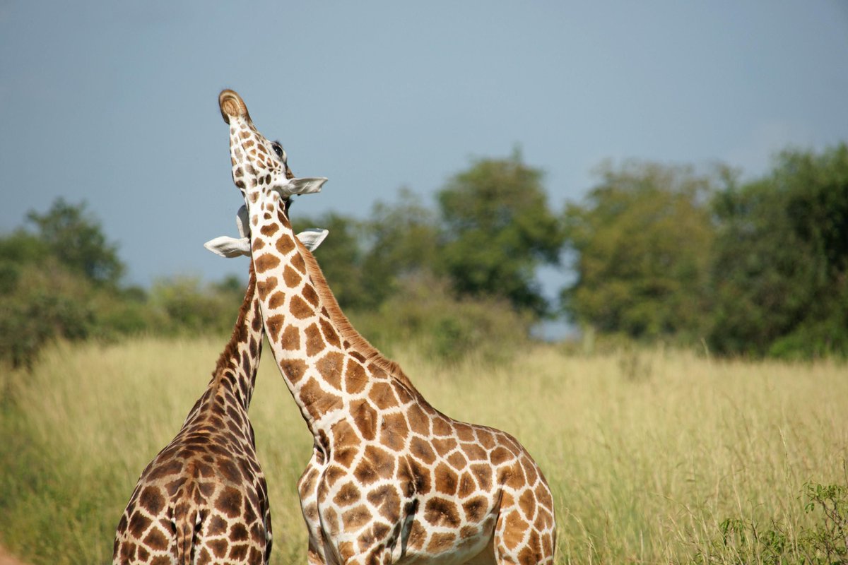 Murchison Falls National Park tweet media