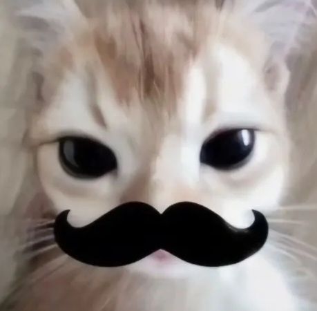 shEiA 🍏👩🏻🍳 ᪤ ˖ ׁ tweet media