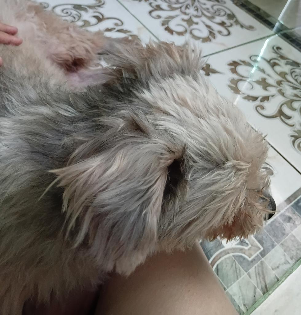 Hashbrownui tweet media