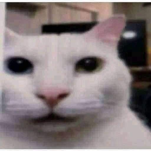 RexFloww tweet media