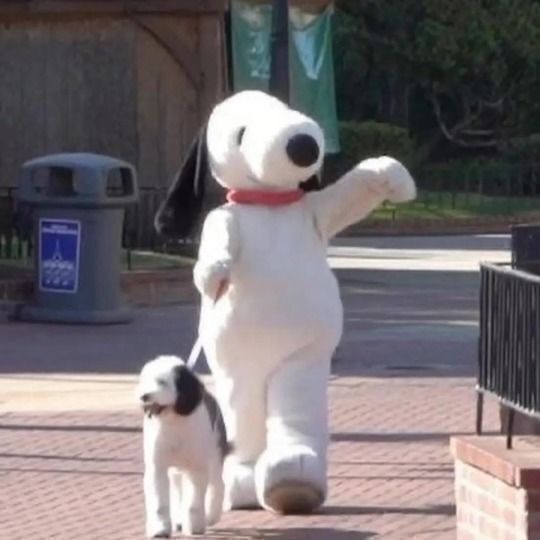 everything dogs 🐶 tweet media