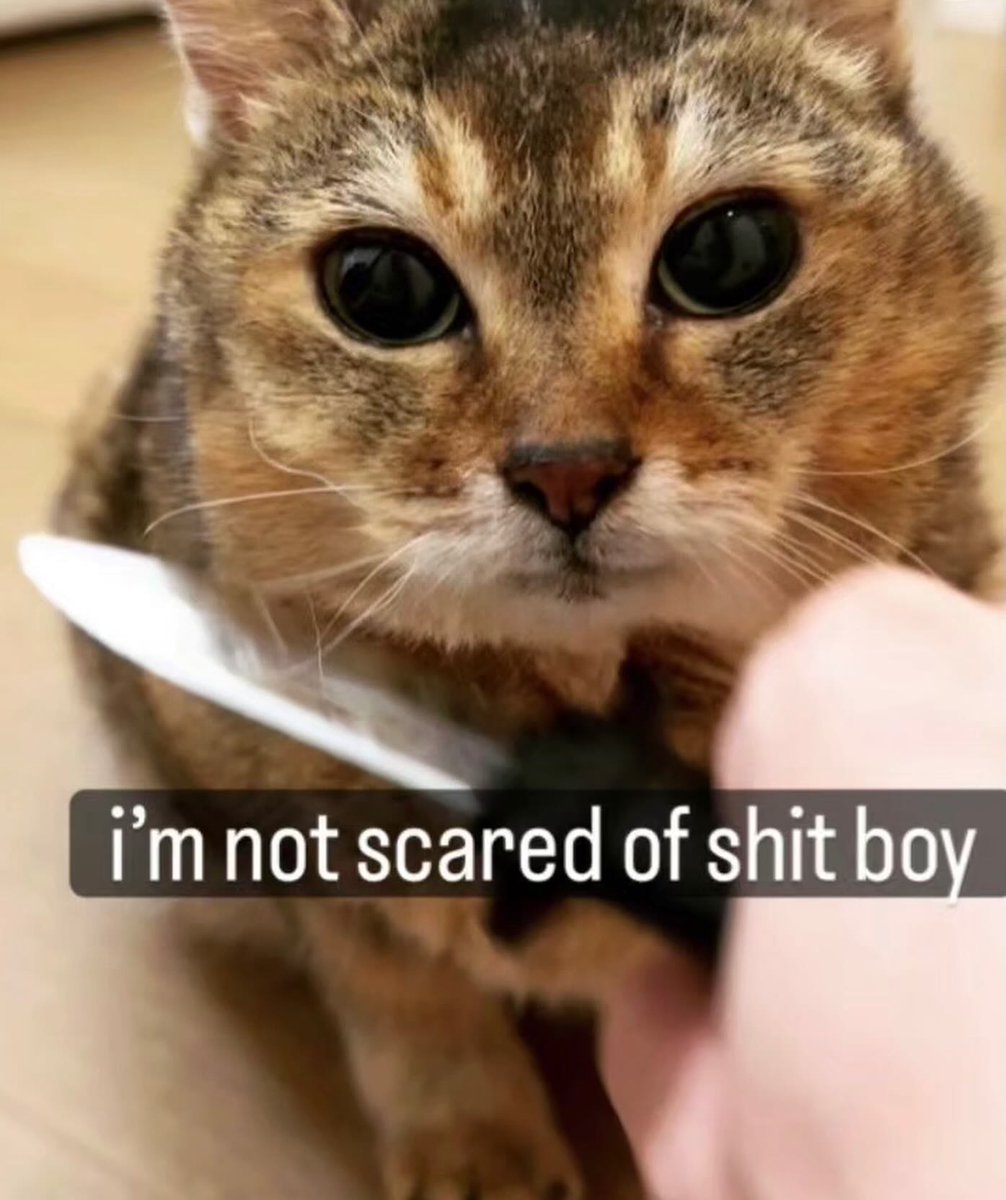 brainrot dimension tweet media