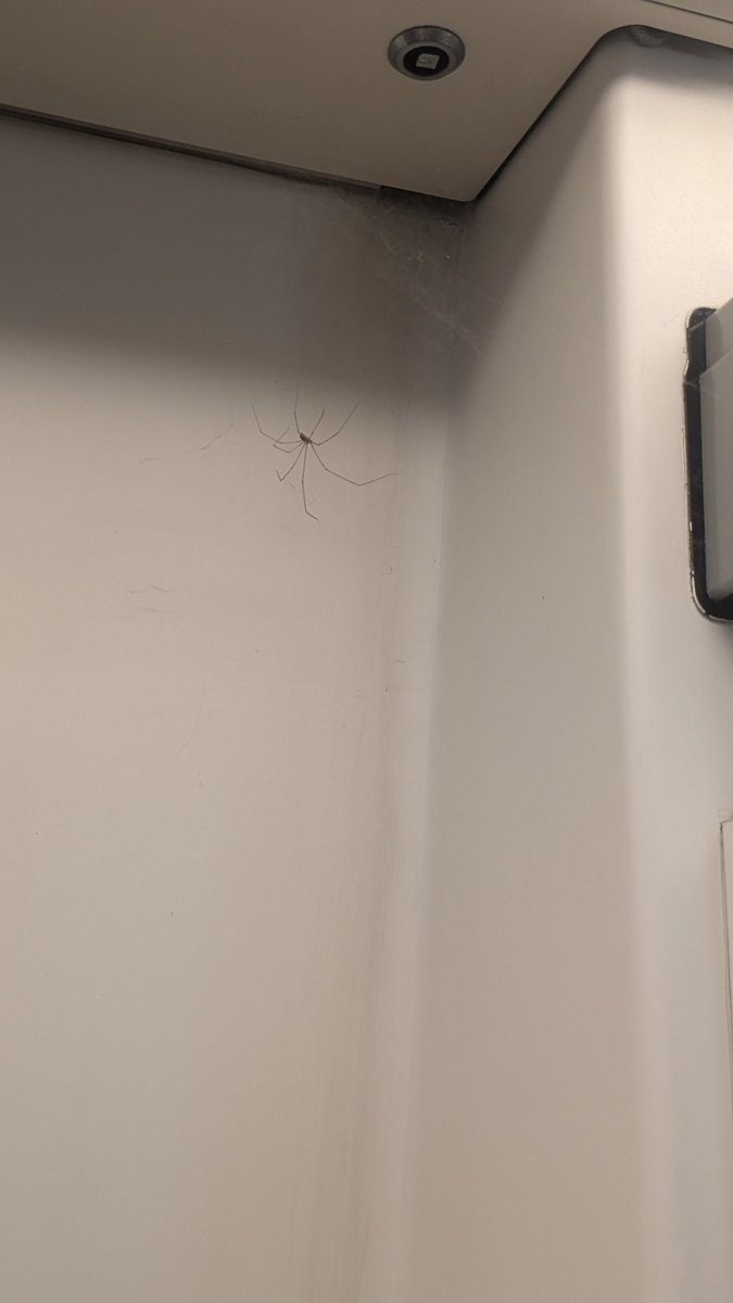 Priyanka031216's tweet photo. Spiderwebs were seen on the blue line route of Delhi metro @OfficialDMRC should take effective action to maintain proper cleanliness and maintenance in the metro. https://t.co/tJ9PC7nwlh