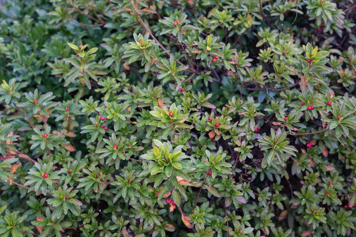 gallery αM tweet media