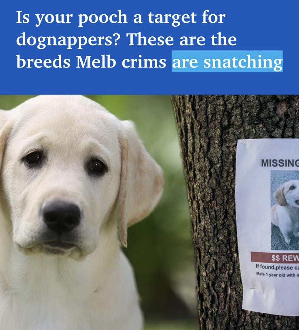 🔥 BREAKING 🔥

Not even the Dogs are safe in Melbourne 😔

There has been a terrifying rise in Victorian dog thefts, with hundreds of beloved family pets snatched annually for heartless profit or illegal fighting rings.

It is NOT Aussies doing this BTW.