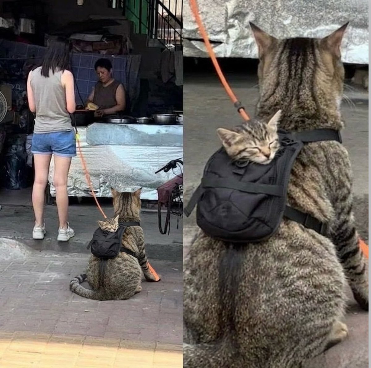 gatos fazendo gatices (@gatinarios) on Twitter photo 