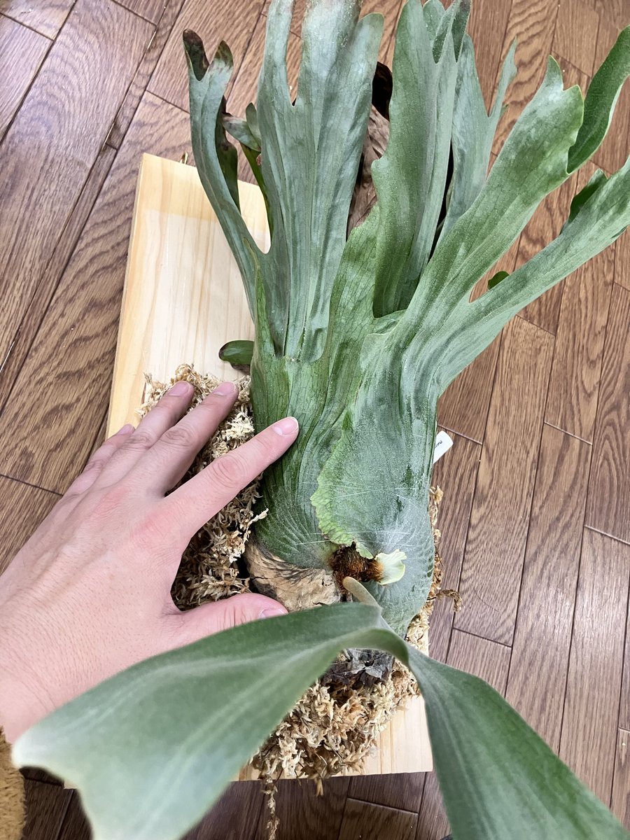 我が家に来て2年になります。ビカクシシダ　ワンダエ　秋から初の胞子葉が展開し、今日板付。🎵
めっちゃ巨大になるの楽しみです🎵