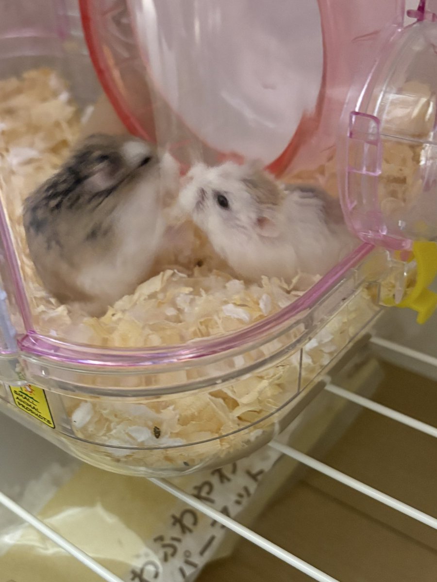 もうすぐ生後4ヶ月になるからぼちぼちお見合い
事前に何度も床材の匂い交換してるからビビりつつも喧嘩せず挨拶してたよ🥰

我が家はお互いのケージを連結トンネルで繋げて自由に行き来出来るようにしてる🫶

慣れたら完全に同居、妊娠発覚次第隔離の予定💞