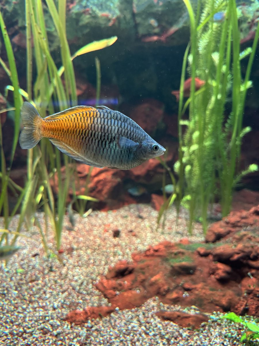 snowless (sky) tweet media