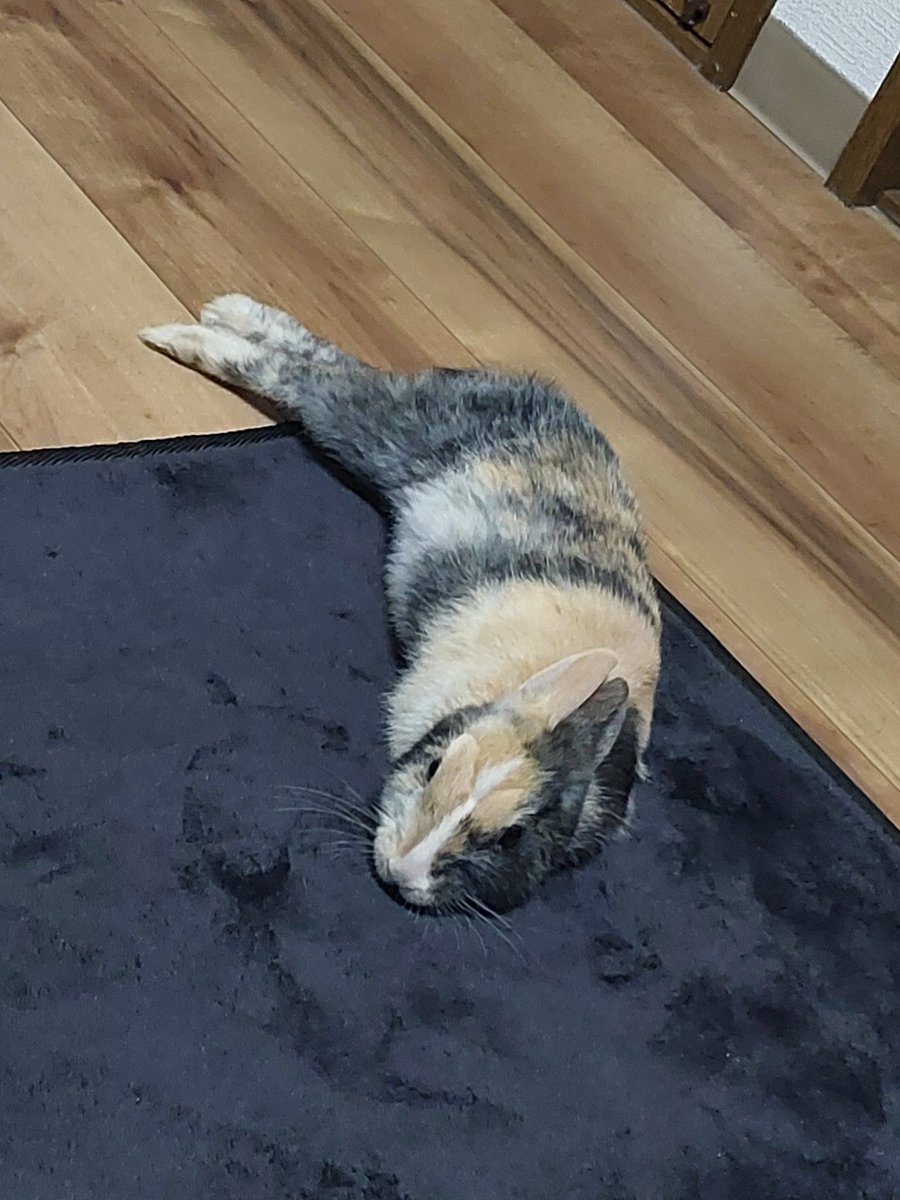 akiokia115's tweet photo. うちのセクシーな手羽先がかわいすぎて
たまに犬みたいであり猫みたいでもある
うさぎってこんなに意思表示する生き物やったんやな😲 https://t.co/lzCgrgNZ50