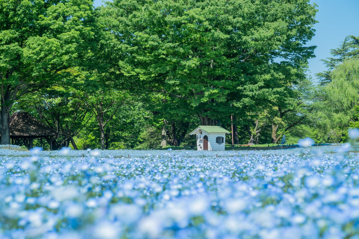 showakinenpark's tweet photo. 『春の昭和記念公園早朝写真撮影会』を今年は3日間開催！
4月3日(金)・5日(日)・22日(水)の3日間、各日で事前予約された方限定で朝7:30から園内に入園できます！
普段は人が多くて撮影しにくいスポットも、人の映り込み少なくゆったり自由に撮影できるチャンスです♪
今年は例年より開花が早いと予想されており、
・3日：サクラ
・5日：サクラとチュー���ップ
・22日：ネモフィラやブーケガーデン
がきれいに見られる予想です♪

すでに予約受付中です◎詳細・ご予約は下記URLからご確認ください。
昨年は1日のみの開催でしたが、SNSで告知後約1時間半で満枠となった大人気イベントです！
先着順のため、気になる方はお早めにご予約ください。
https://t.co/F5I2XH688e
※写真は過去の様子です。
