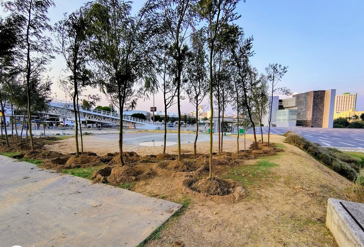 🧵 si alguien quiere aprender a cómo NO se deben plantar árboles. Visite el famoso "bosque urbano" de <a href="/Gob_Puebla/">Gobierno de Puebla</a> <a href="/AmbienteGobPue/">Secretaría de Medio Ambiente</a> 
En edificio sur del CIS de Angelópolis. Un Bosque de Acacias (especies exóticas) #NoAlCablebus