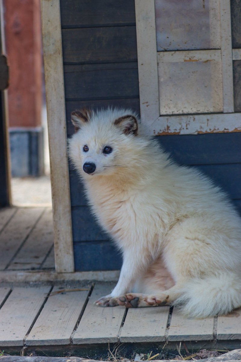 ぽんもち tweet media