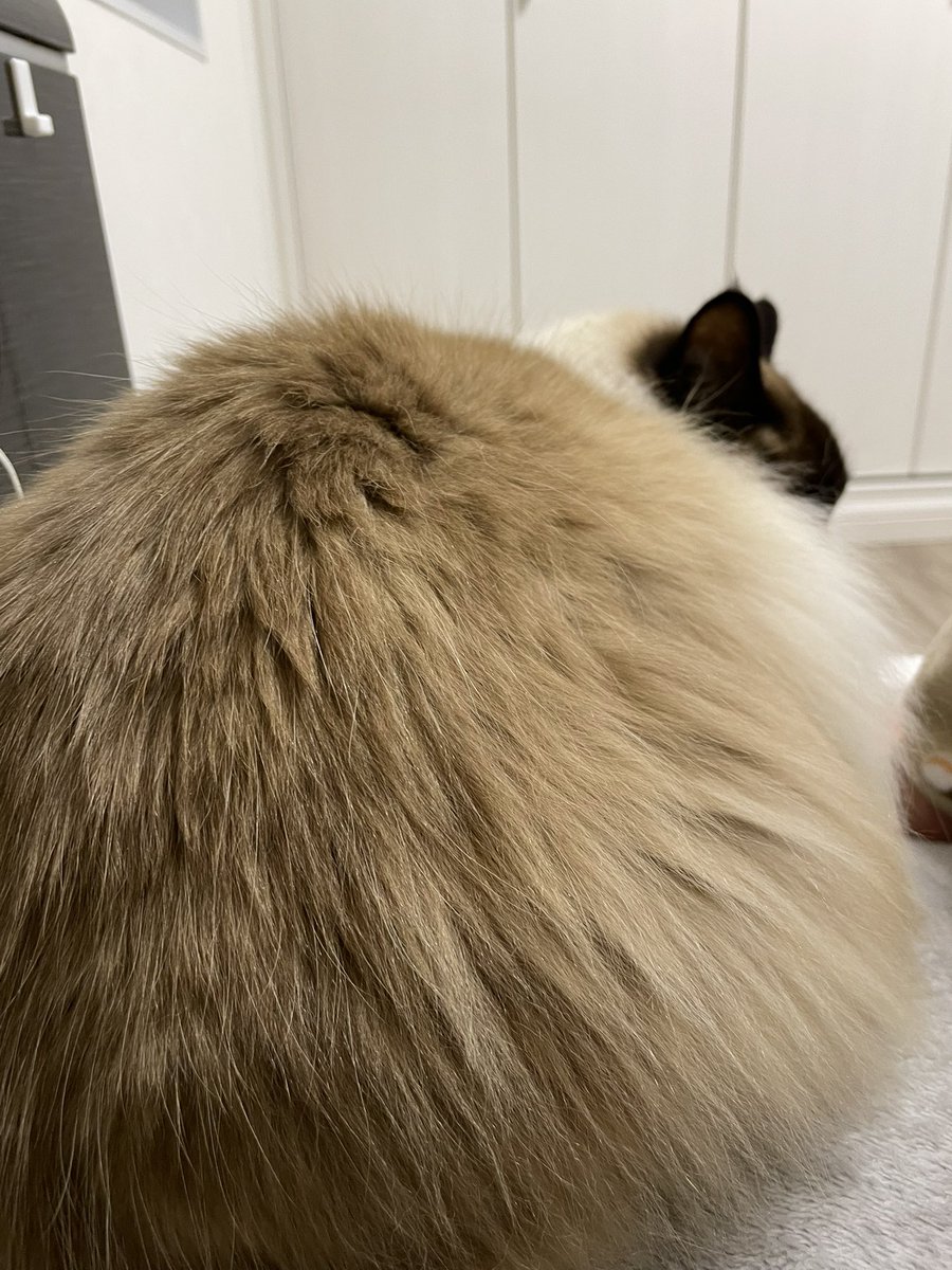 あんぱん٩( ᐛ )و tweet media