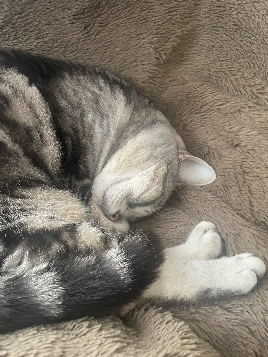 膝の上でぬくぬく寝るのが大好き¨̮⋆♡

#猫のいる暮らし
#猫好きさんと繋がりたい