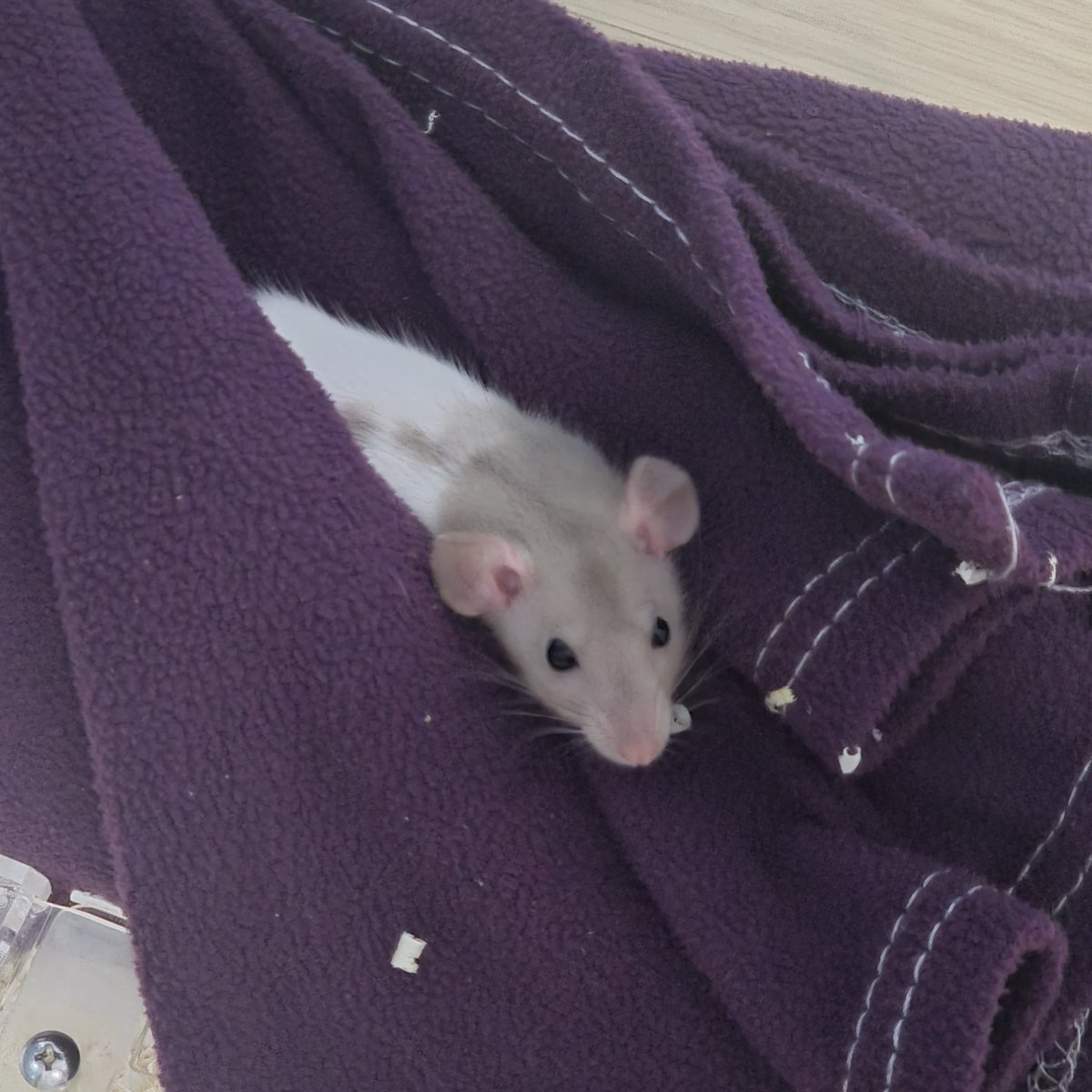 우리 모모 이뻐죽겠음