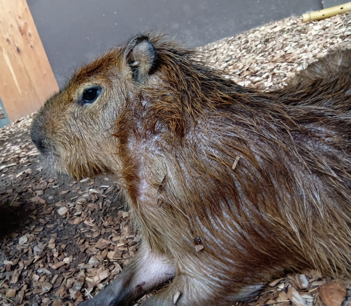 2026.3.11
(*´ω`*)ケロchan
#カピバラ　#カワスイ