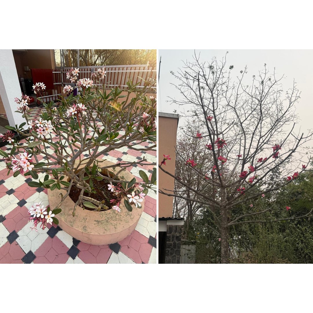 vidya_symbiosis's tweet photo. Nature has its own quiet way of reminding us that beauty exists in every form, sometimes in full bloom, sometimes in stillness.
#NatureScenery #lessonsfromnature https://t.co/DdU2KWqhN1