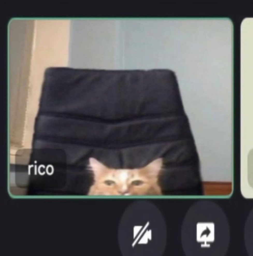 gatos fazendo gatices tweet media