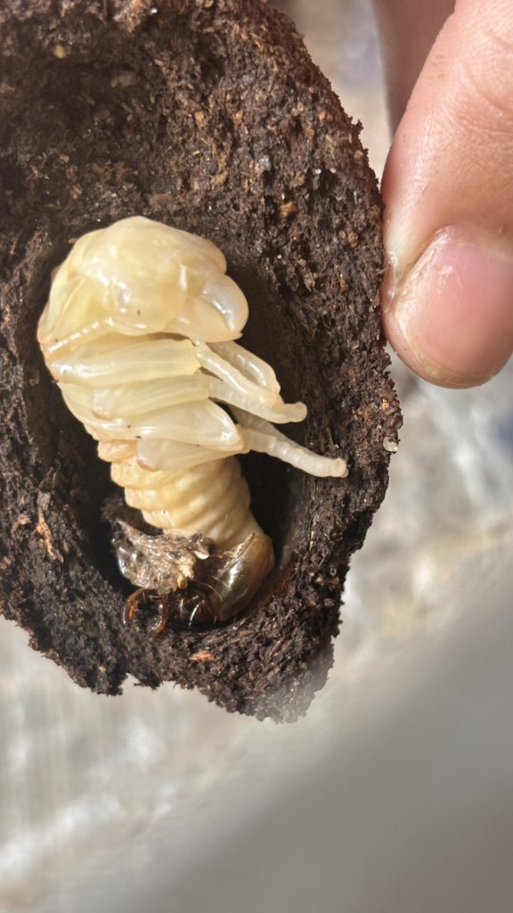 BeetleNakornsri's tweet photo. Odontolabis gazella!!??

数ヶ月育ててきて、ついに“ガチャポン”を開ける時が来ました。
体が小さいので、最初は someri だと思っていましたが、出てきたのはこの種でした。

でも、この種の標本は今まで持っていなかったので嬉しいです。
それにしても、この脚と上翅…大丈夫でしょうか？TT https://t.co/0k59bdo42E