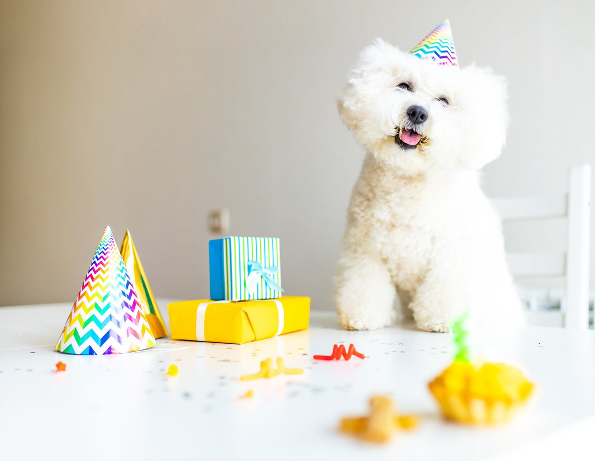 OFT STORE@ペット用品店【公式】 tweet media