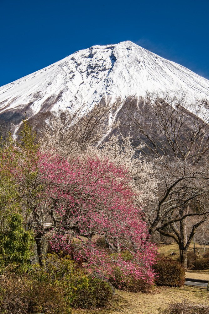 モンセルバン tweet media