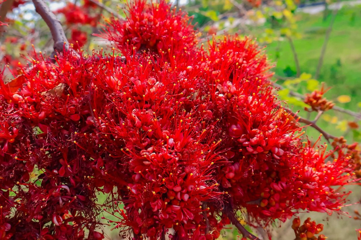 องค์การสวนพฤกษศาสตร์ tweet media