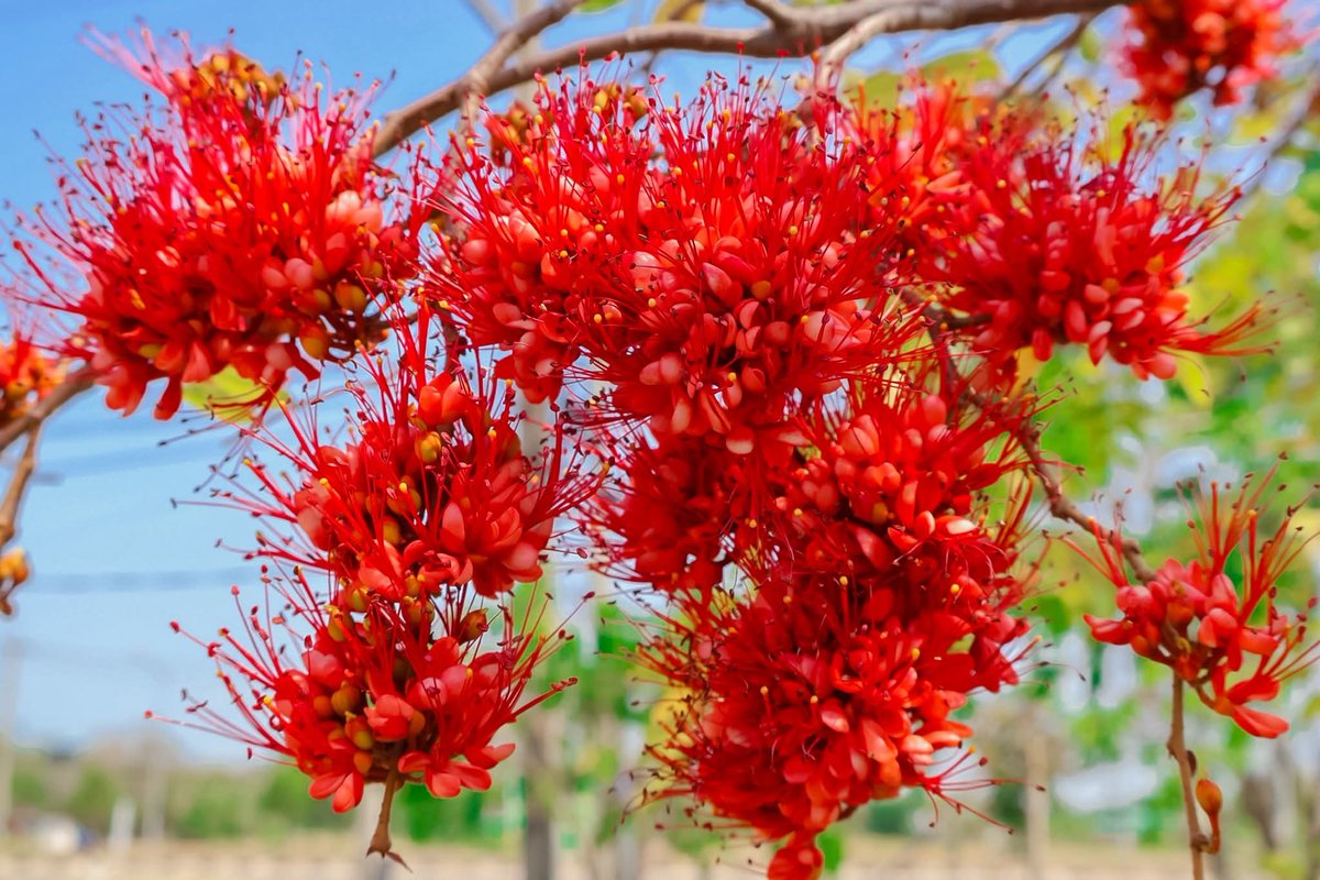 องค์การสวนพฤกษศาสตร์ tweet media