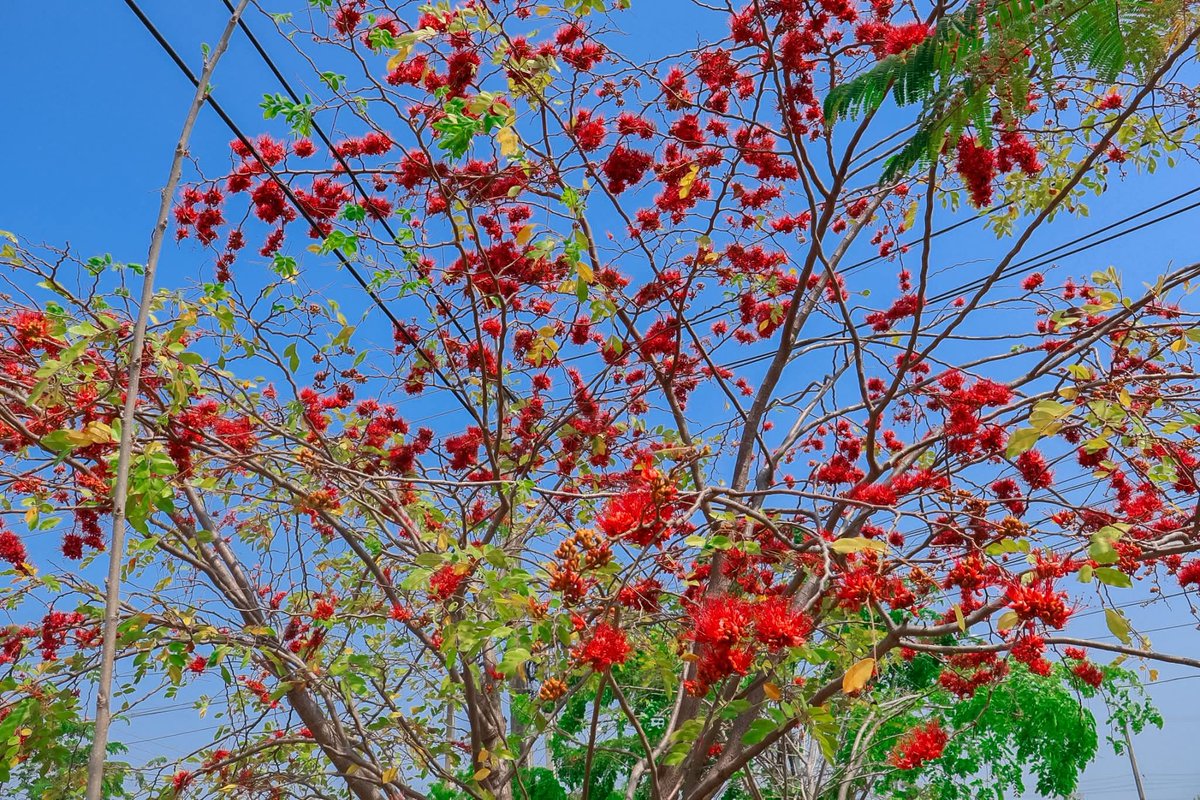 องค์การสวนพฤกษศาสตร์ tweet media