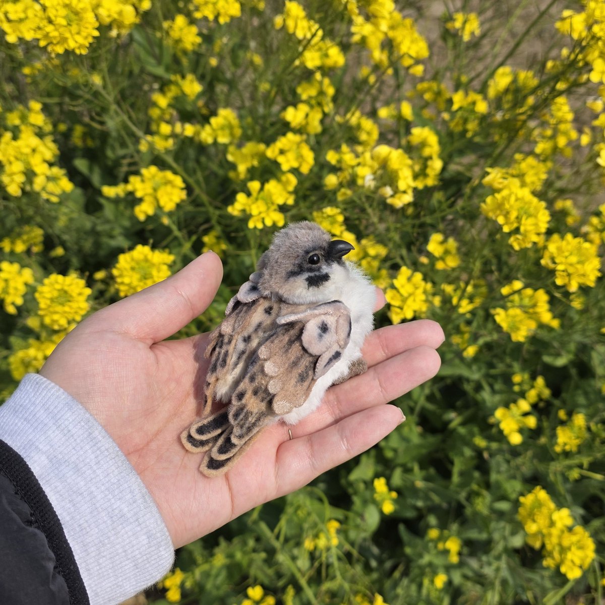 소소한 인형공방💕 tweet media