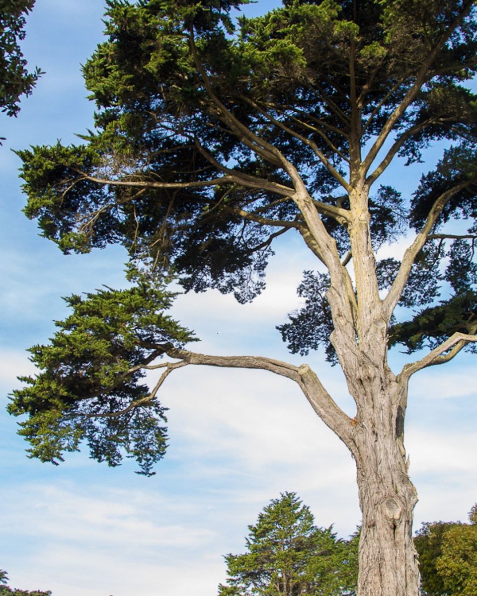 SFConservatory tweet media