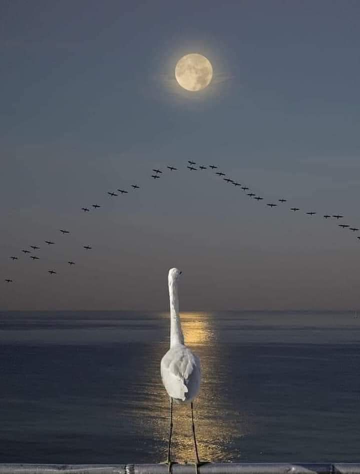 MGraceging's tweet photo. X sometimes we feel alone but somewhere there are many takes their flights under the light of the moon to enjoying happiness that only them can feel
I want to fly with them but my flying brooms🧹 said is dangerous on us lots of rocket🚀🚀flying maybe hit us😄 https://t.co/T7bEPbdE29