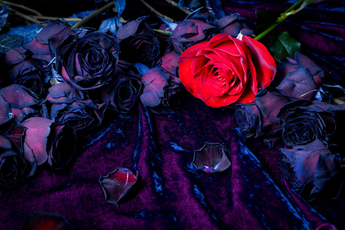 『悪役令嬢の中の人』公式🌹2027年TVアニメ化決定 tweet media