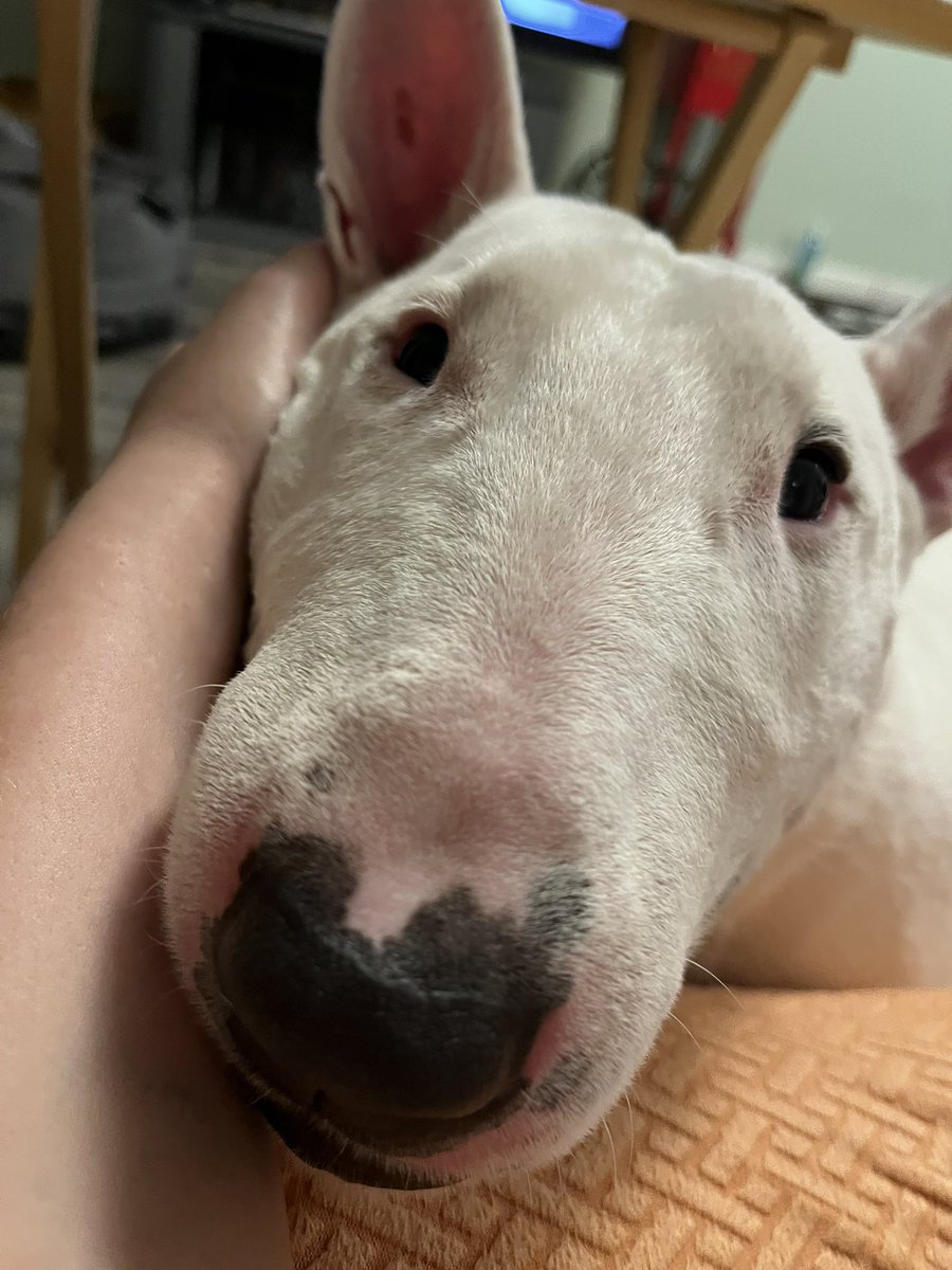 🐶 NELSON tweet media