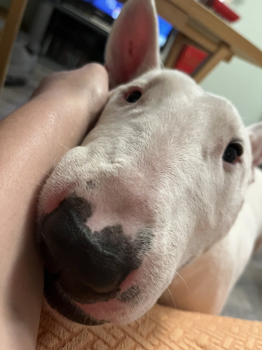 🐶 NELSON tweet media