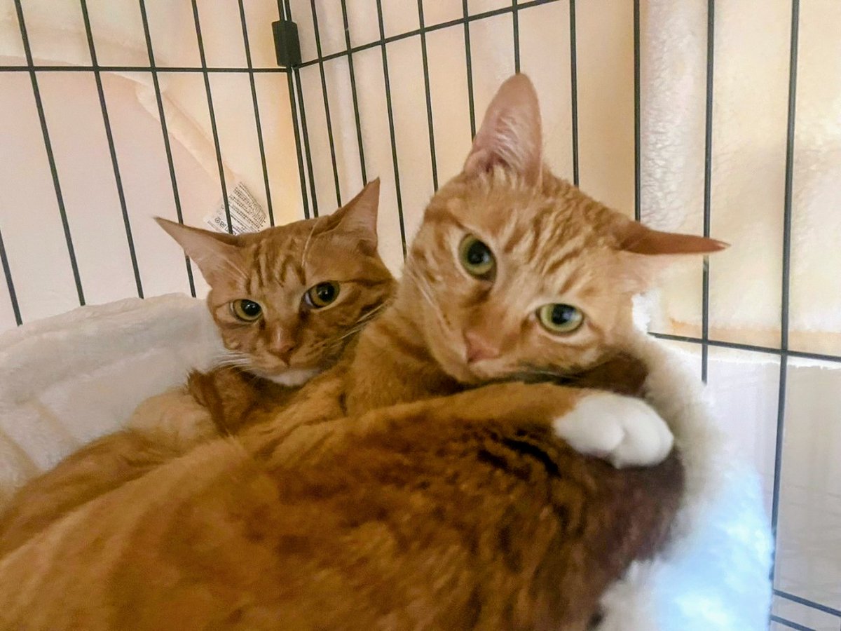 OFT STORE@ペット用品店【公式】 tweet media