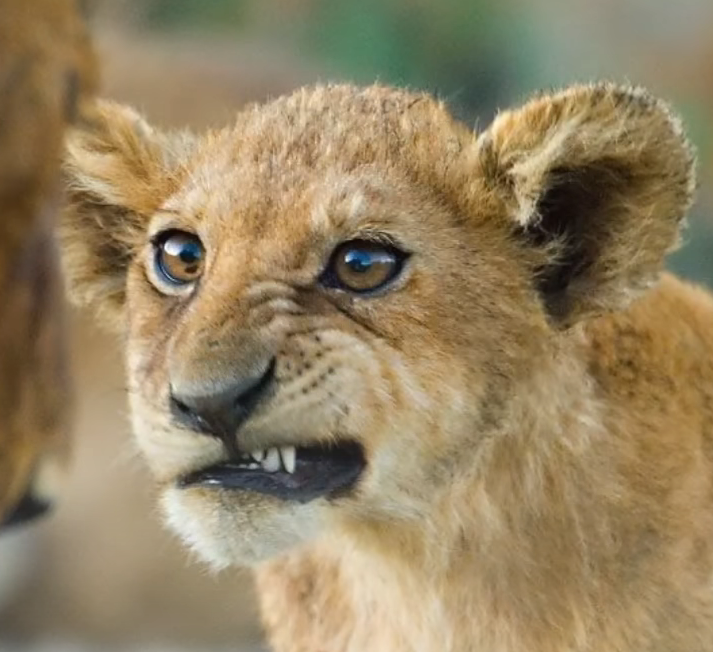 MIDNIGHT BLUE tweet media