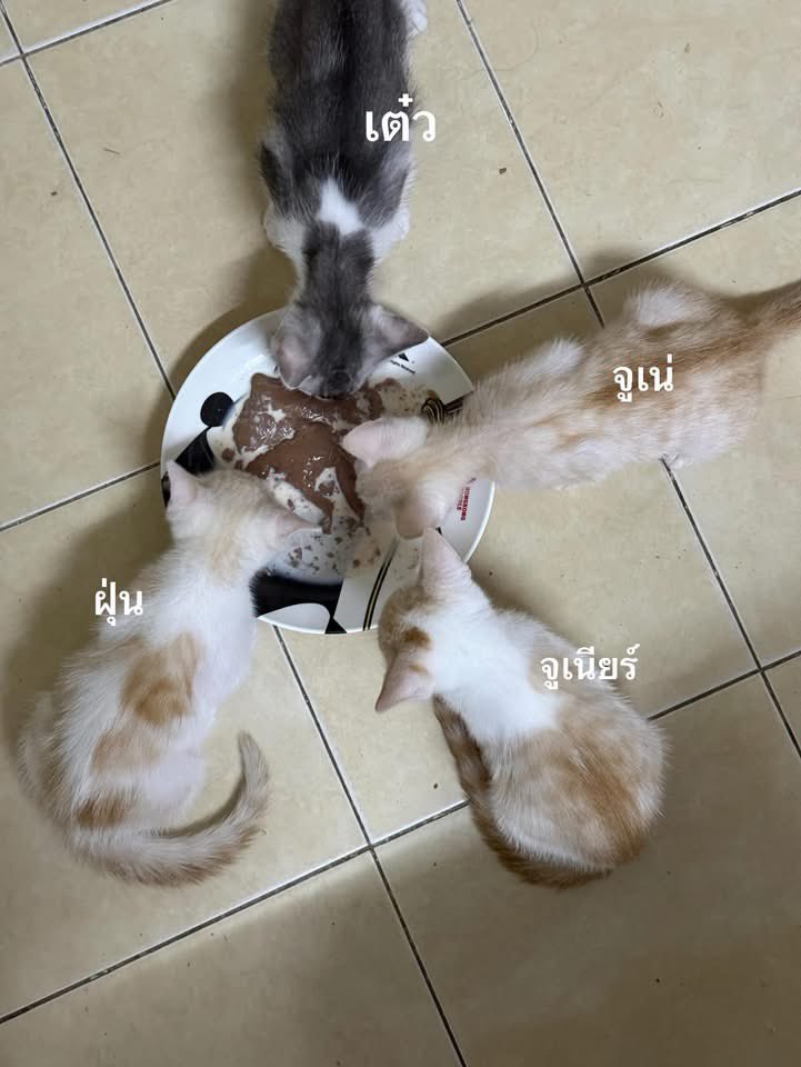 ยัยลำเค็ญของกษิบุ๊ค🦊🐰🍅 tweet media