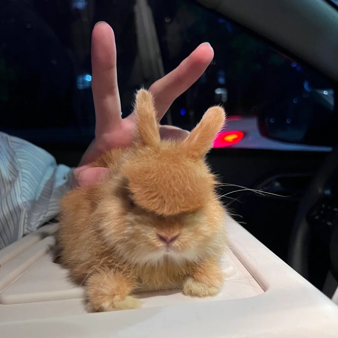 Why you should have a rabbit tweet media