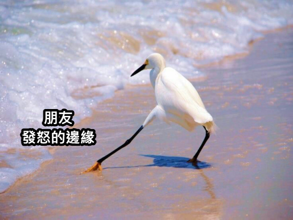 月上零韻🎑賈巴沃克Θώθ系Vtuber|🔖圖書館員 tweet media