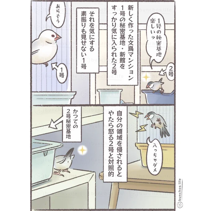 比較的どうでもよい我が家の文鳥達の秘密基地事情ですが、鳥の好みはいまいち分からないという話
#文鳥 
#4コマ漫画 
