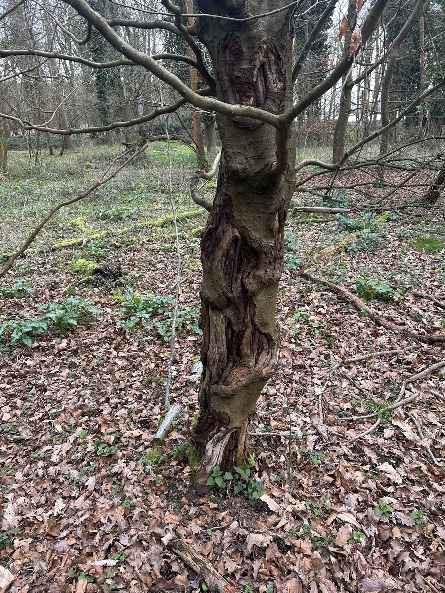 Aspect Forestry and Rural Management tweet media