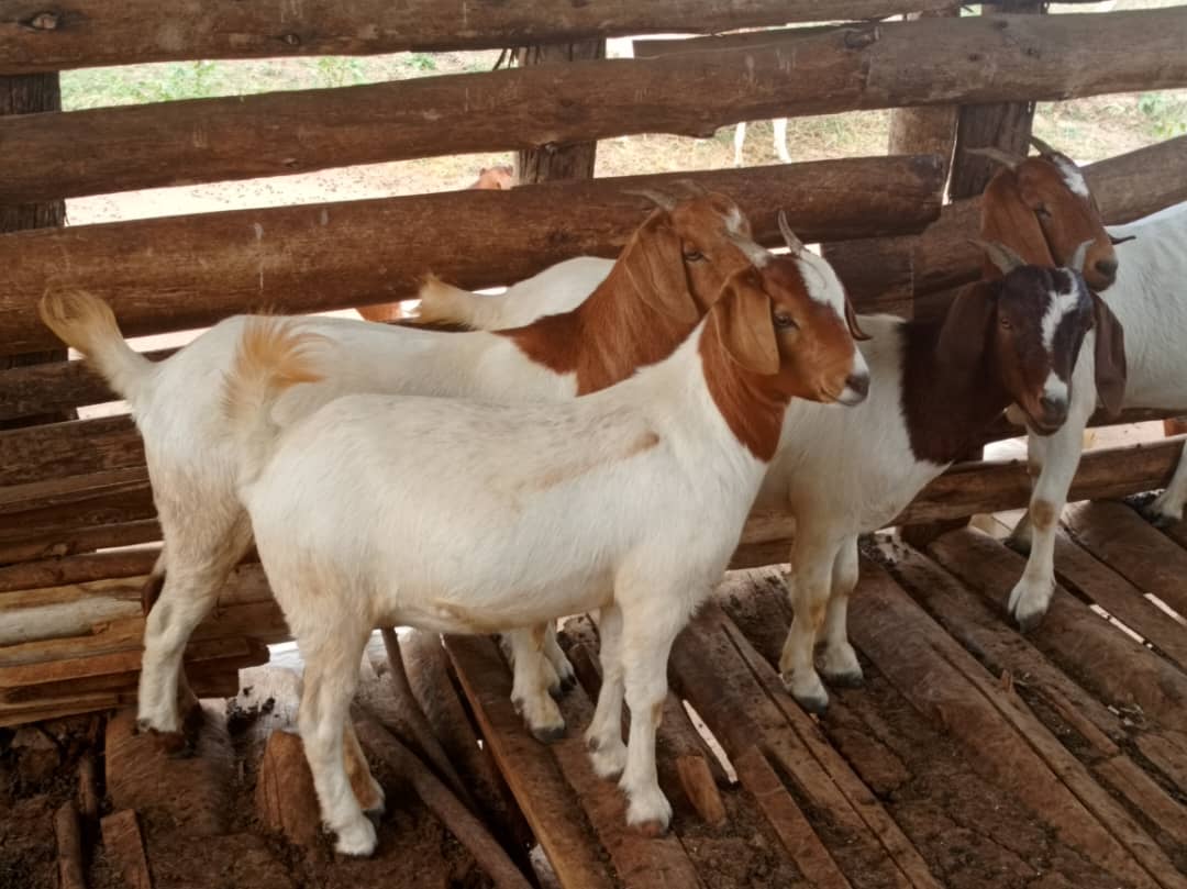 MenigteL's tweet photo. A growing goat Herd is proof that hard work on the farm pays off.
Learn more.: 
https://t.co/jSWn0Gfljv https://t.co/NOiAOzvpmm