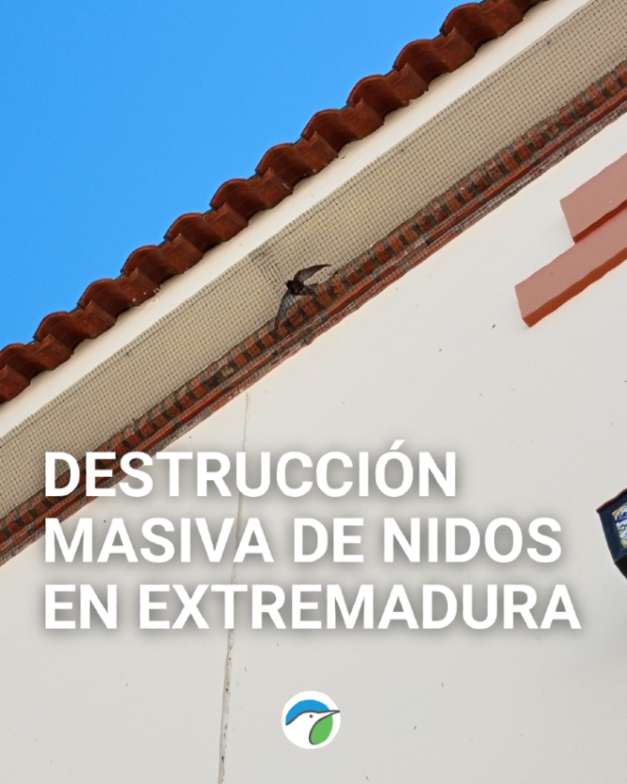 SEO_BirdLife's tweet photo. ‼️Destrucción de nidos de aves migratorias en Extremadura. 

Varias especies de aves migratorias se están encontrando que sus nidos ya no están o no pueden acceder a ellos. Esto es ILEGAL.

Lee la noticia completa: https://t.co/Cqpuhef21R

#SOSnidos https://t.co/QPHVCo1wef