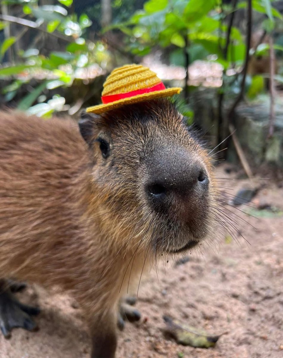 kook 🏝️ tweet media